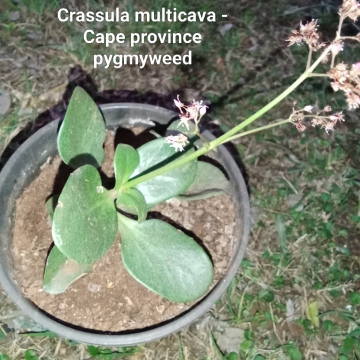 Crassula multicave (m) - Cape provinces pygmyweed