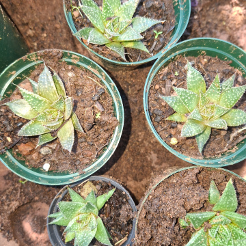 Aristaloe aristata (s) - Lace Aloe or Guinea fowl aloe