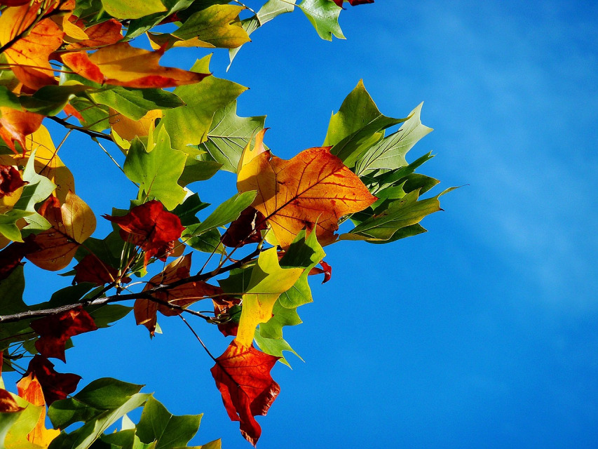 autumn leaves fall foliage