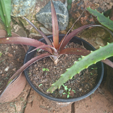 Cryptanthus bahianus (s) - Earth Star