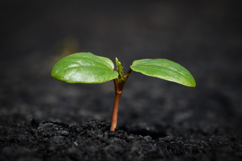 seedling in dark soil compost