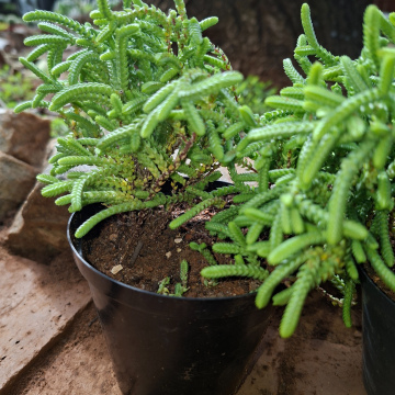 Crassula muscosa (s) - watch chain